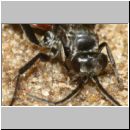 Evagetes gibbulus - Wegwespe w01b 8mm - OS-Wallenhorst-Sandgrube-det.jpg